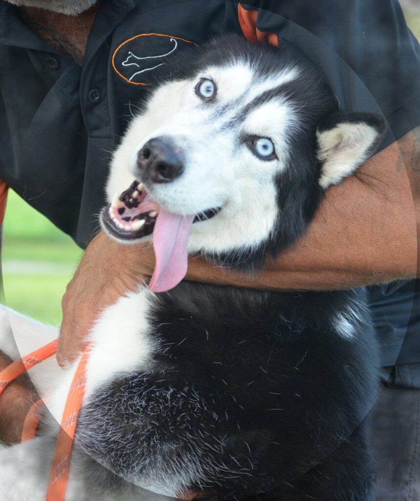 Dog Obedience Training